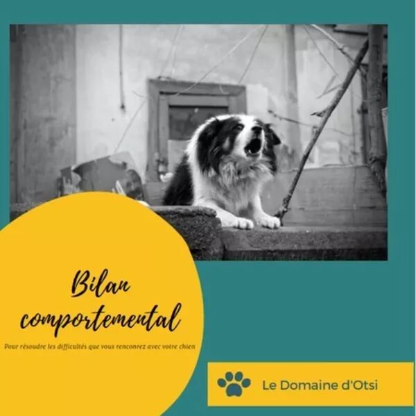 Bilan comportemental 1h30
